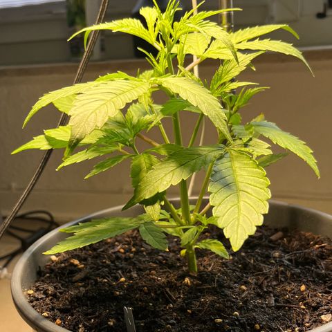 Charlie growlog timeline photo