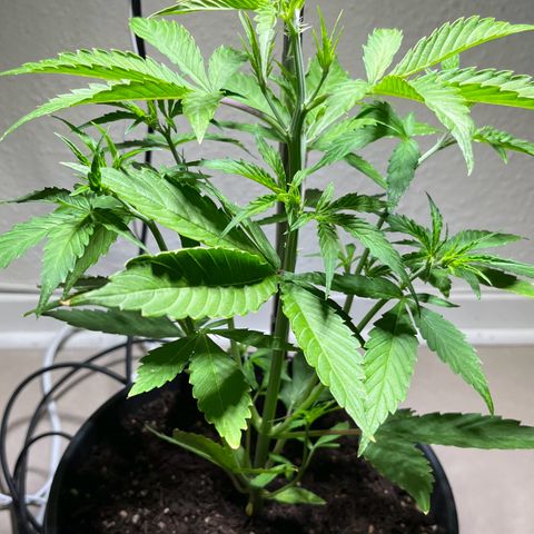 Charlie growlog timeline photo