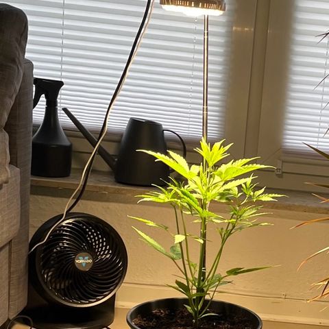 Charlie growlog timeline photo