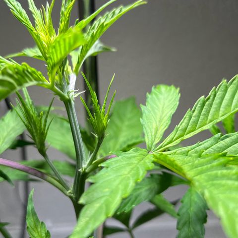 Charlie growlog timeline photo