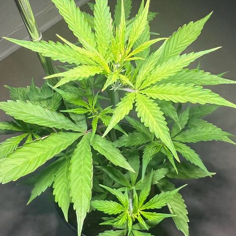 Charlie growlog timeline photo