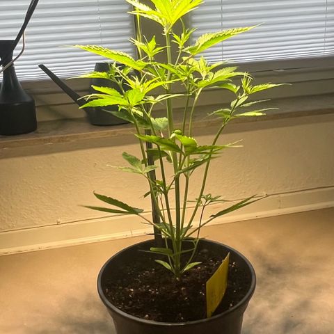 Charlie growlog timeline photo