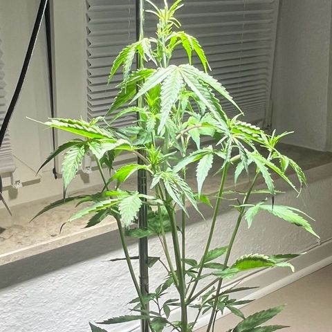 Charlie growlog timeline photo