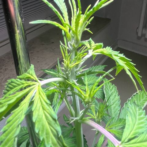 Charlie growlog timeline photo