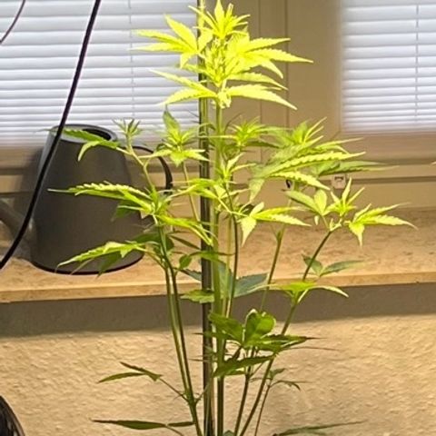 Charlie growlog timeline photo