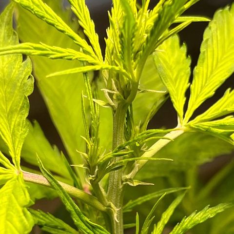 Charlie growlog timeline photo