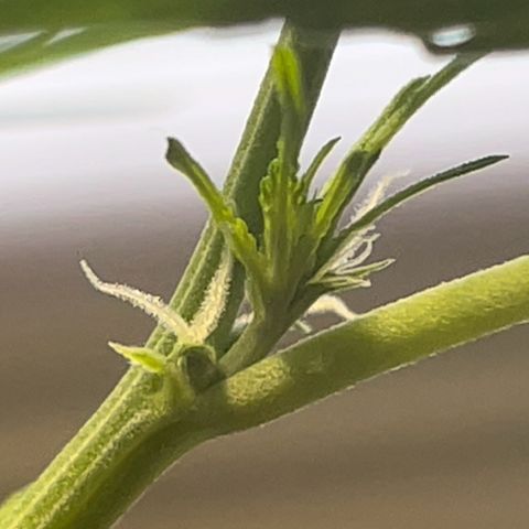 Charlie growlog timeline photo