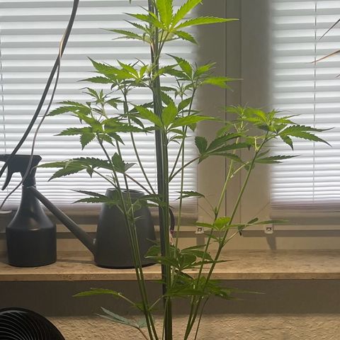 Charlie growlog timeline photo