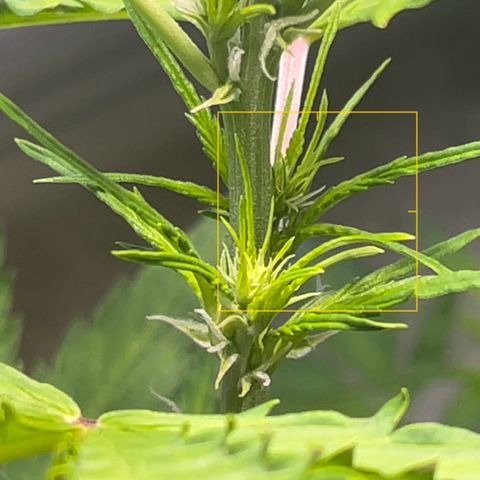 Charlie growlog timeline photo