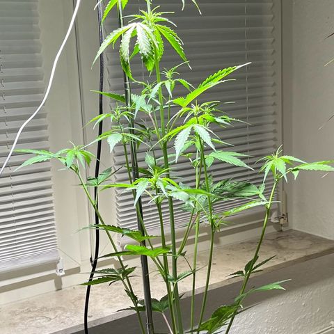 Charlie growlog timeline photo