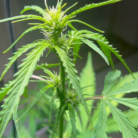 Charlie growlog timeline photo