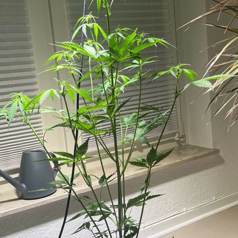 Charlie growlog timeline photo