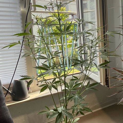 Charlie growlog timeline photo