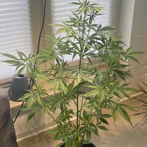 Charlie growlog timeline photo