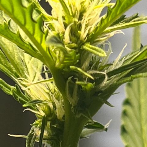 Charlie growlog timeline photo