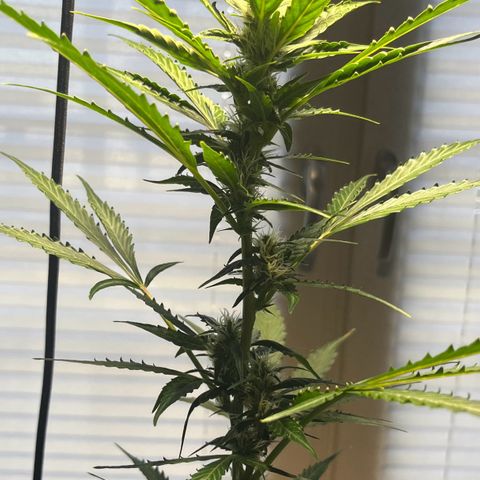Charlie growlog timeline photo