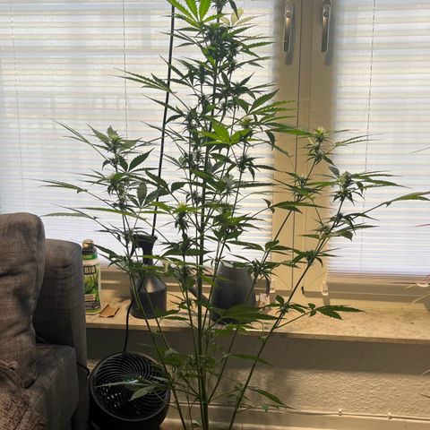 Charlie growlog timeline photo