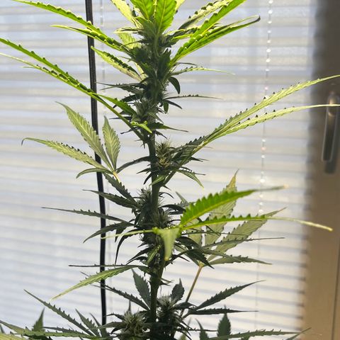 Charlie growlog timeline photo