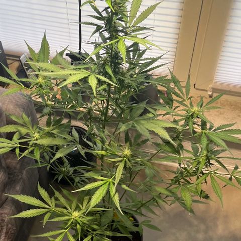 Charlie growlog timeline photo