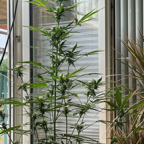 Charlie growlog timeline photo