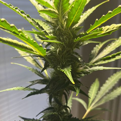 Charlie growlog timeline photo