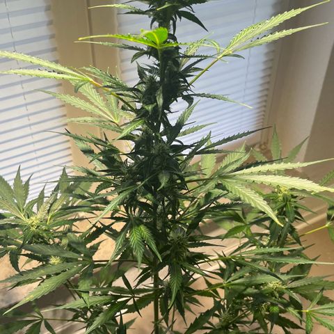 Charlie growlog timeline photo