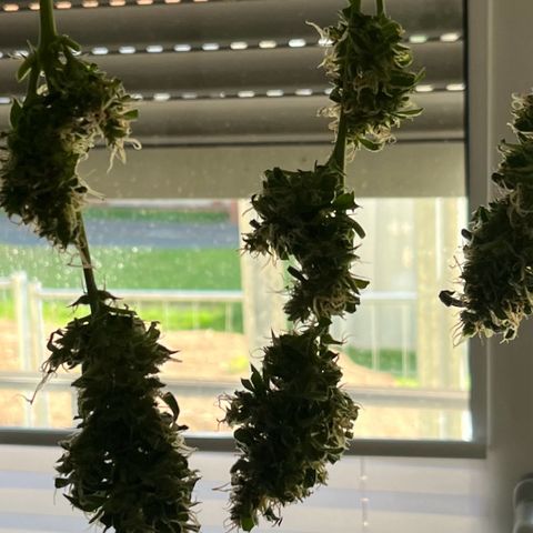 Charlie growlog timeline photo