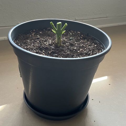 Charlie growlog timeline photo