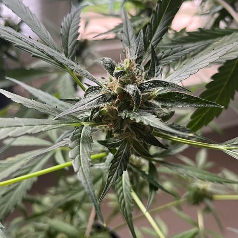 Charlie growlog timeline photo