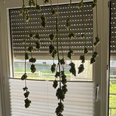 Charlie growlog timeline photo