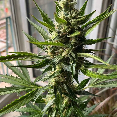 Charlie growlog timeline photo