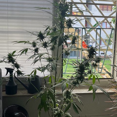 Charlie growlog timeline photo