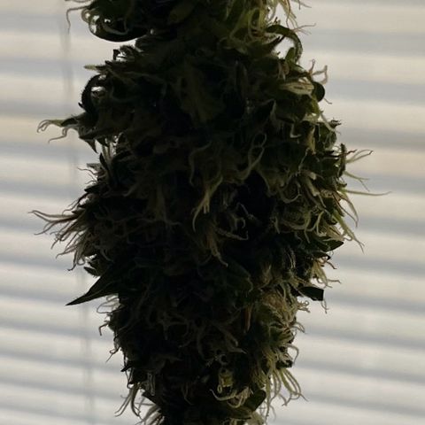 Charlie growlog timeline photo