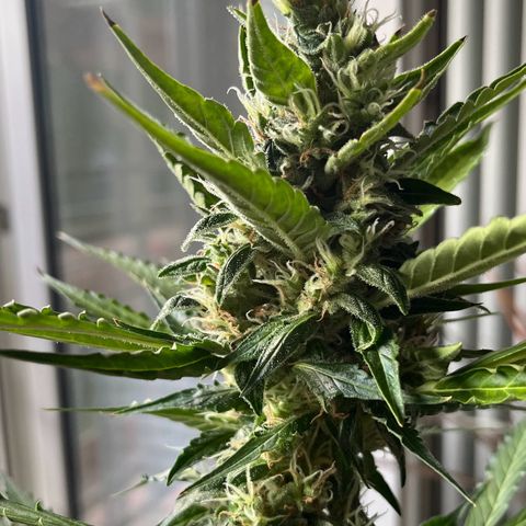 Charlie growlog timeline photo