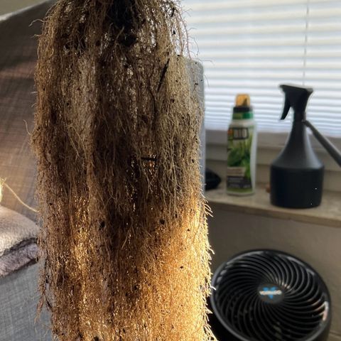 Charlie growlog timeline photo