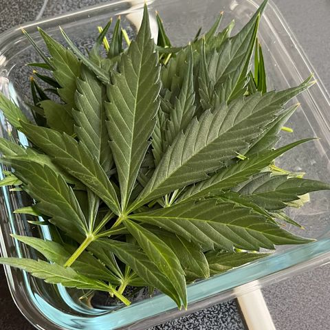 Charlie growlog timeline photo