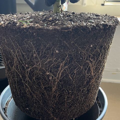 Charlie growlog timeline photo