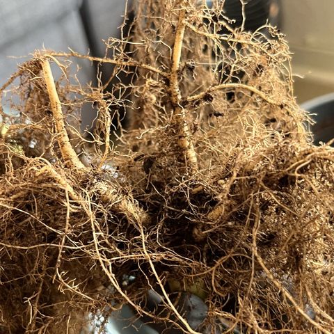Charlie growlog timeline photo