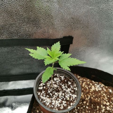 SF2000 - First Grow growlog timeline photo