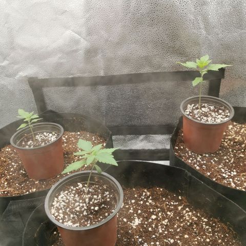 SF2000 - First Grow growlog timeline photo