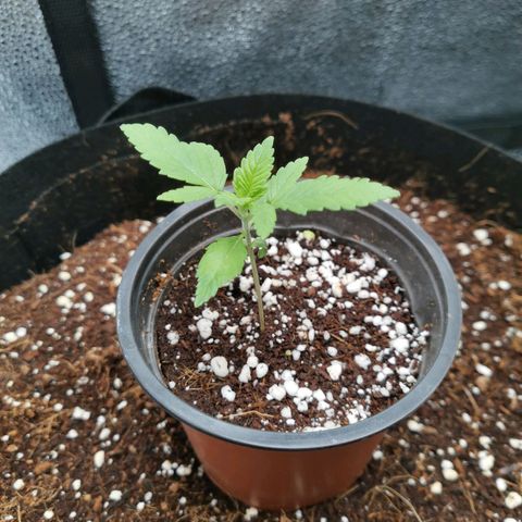 SF2000 - First Grow growlog timeline photo