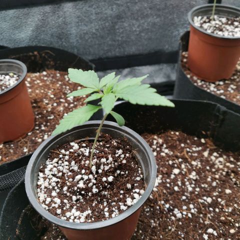 SF2000 - First Grow growlog timeline photo
