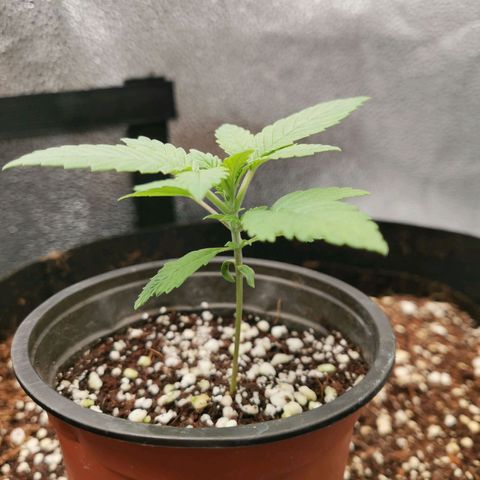 SF2000 - First Grow growlog timeline photo