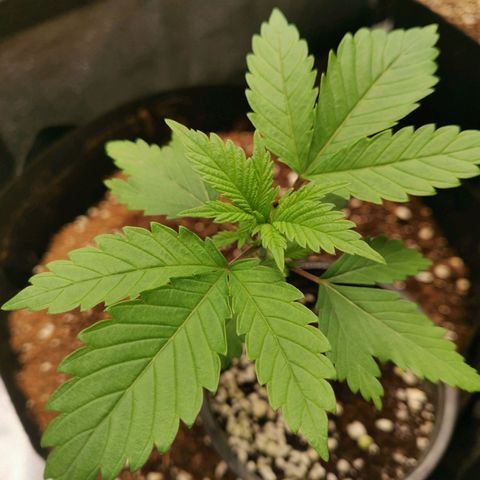 SF2000 - First Grow growlog timeline photo
