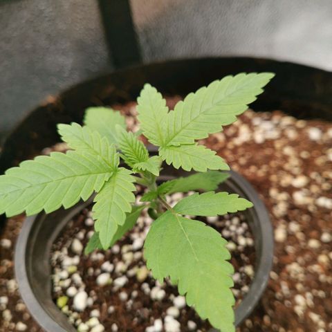 SF2000 - First Grow growlog timeline photo