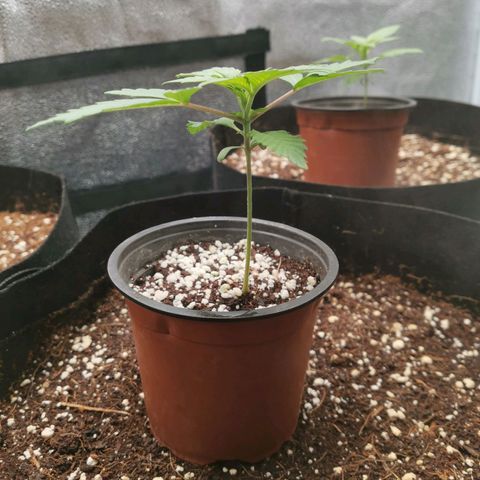 SF2000 - First Grow growlog timeline photo