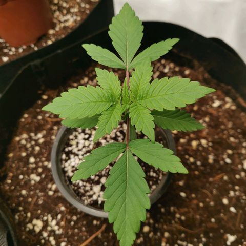 SF2000 - First Grow growlog timeline photo