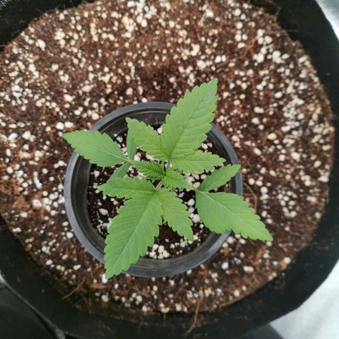 SF2000 - First Grow growlog timeline photo
