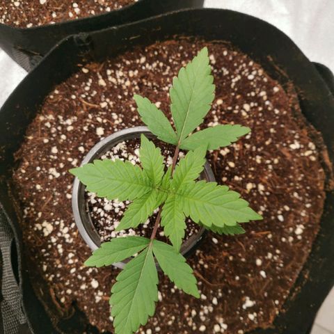 SF2000 - First Grow growlog timeline photo