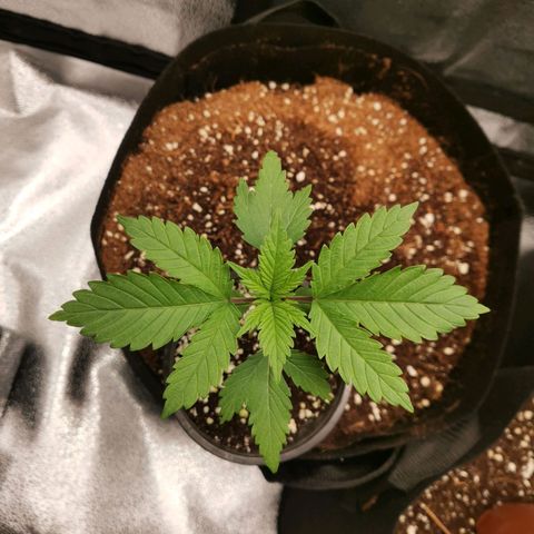 SF2000 - First Grow growlog timeline photo